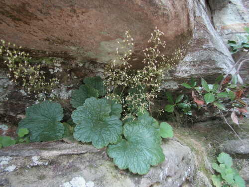 Littleflower alumroot (Heuchera parviflora)