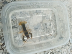 Cambarus coosae