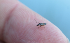 Malthodes