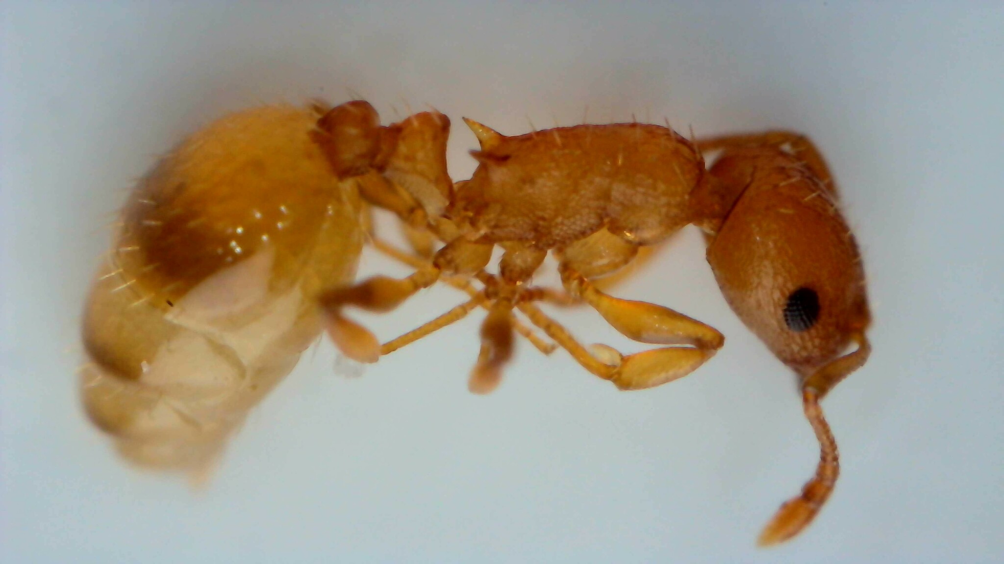 Temnothorax pardoi