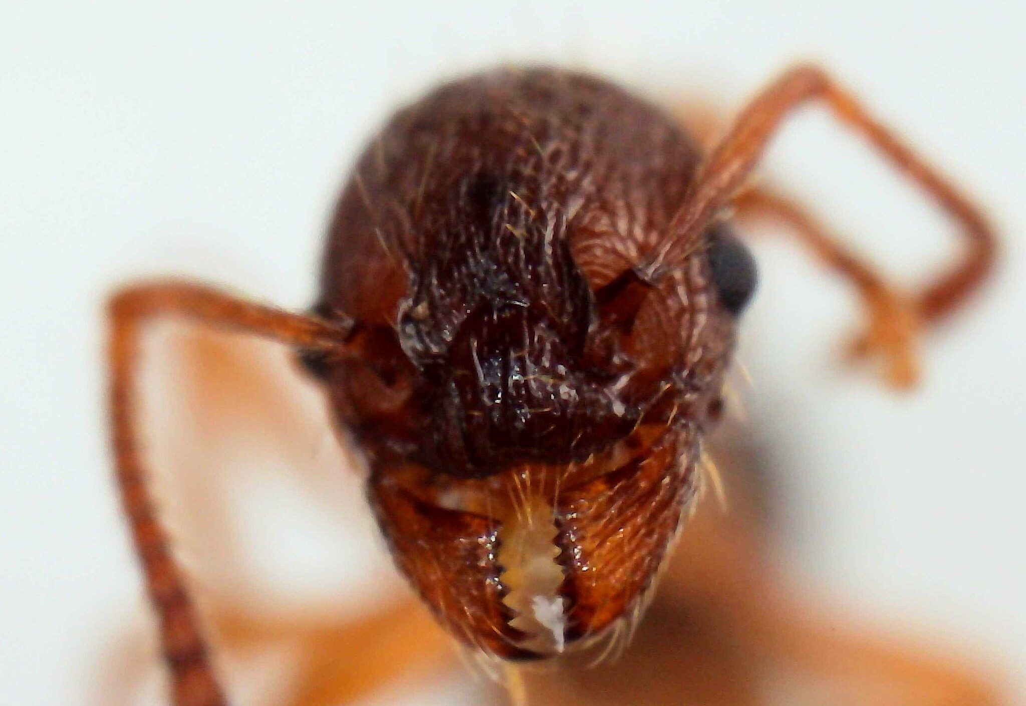 Myrmica wesmaeli