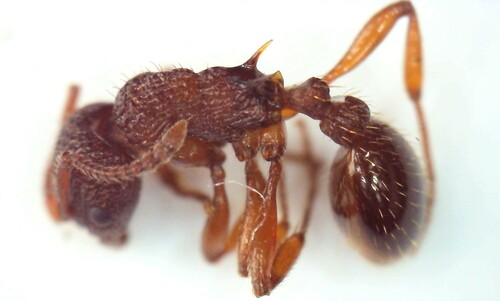 Myrmica wesmaeli