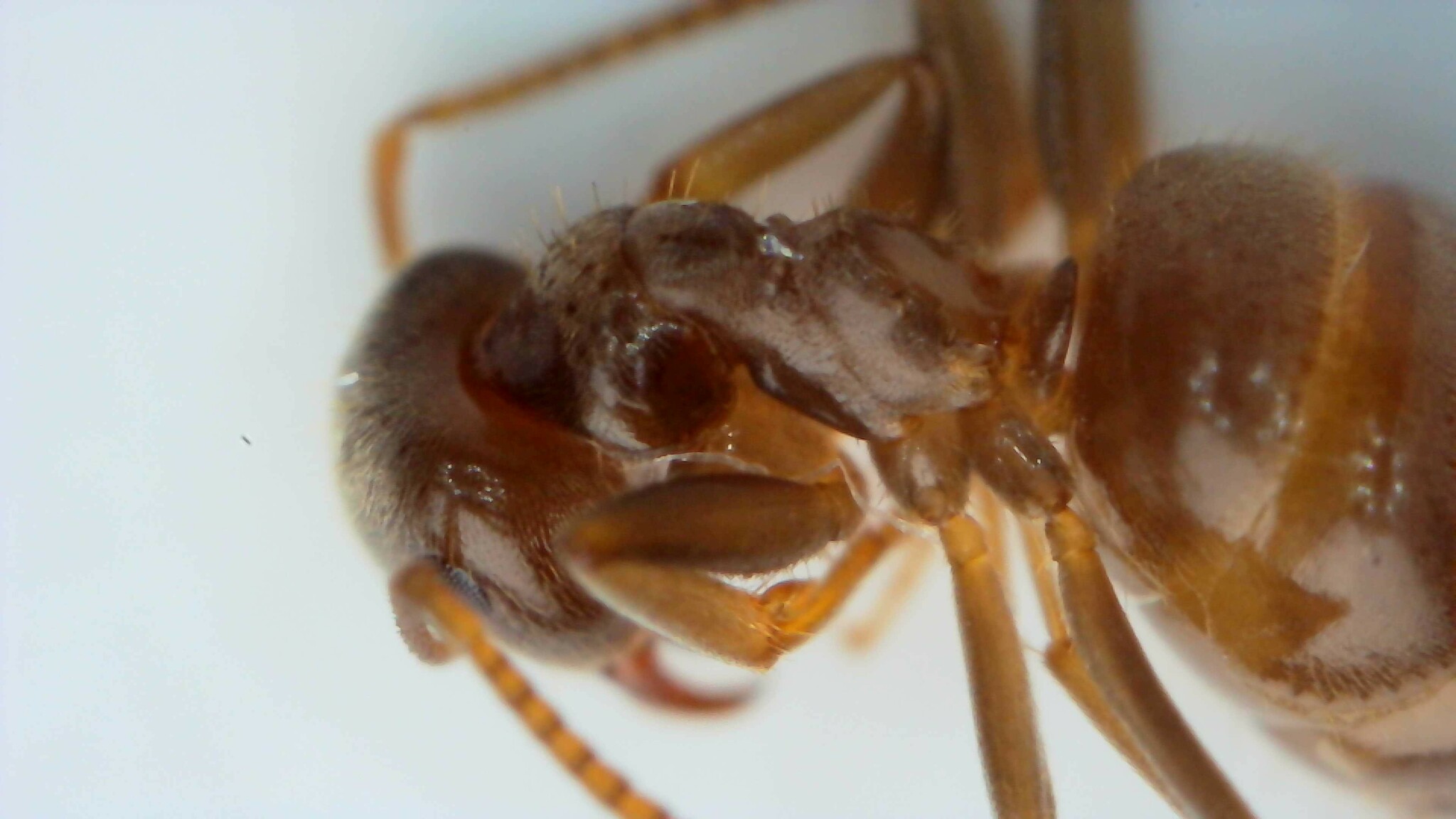 Lasius piliferus