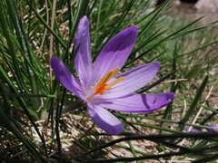 Crocus corsicus