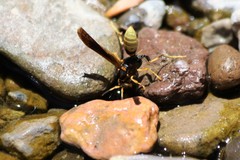 Polistes comanchus navajoe