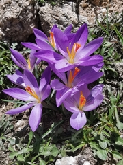 Crocus corsicus