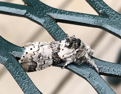 Furcula occidentalis