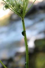 Peucedanum ostruthium