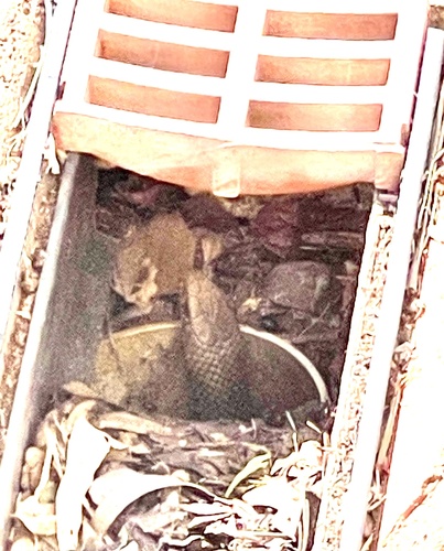 Eastern Brown Snake sighting