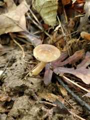 Lactarius fumosus
