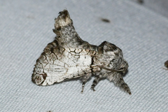 Inguromorpha basalis