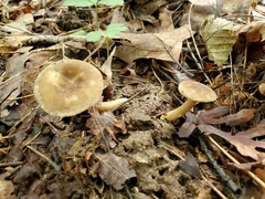 Lactarius fumosus