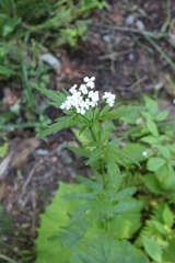 Achillea macrophylla