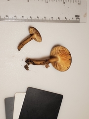 Lactarius fumosus