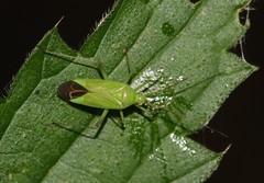 Calocoris affinis