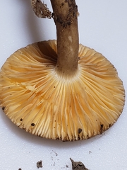 Lactarius fumosus