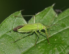 Calocoris affinis