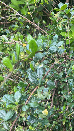 Ehretia microphylla observed 2024-03-24