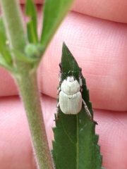 Hoplia parvula
