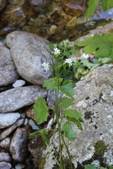 Cardamine asarifolia