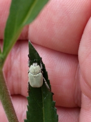 Hoplia parvula