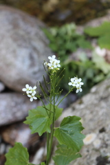 Cardamine asarifolia