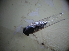 Lemuriana apicalis