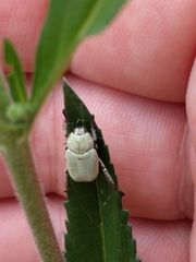 Hoplia parvula