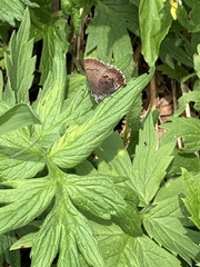 Callophrys mossii