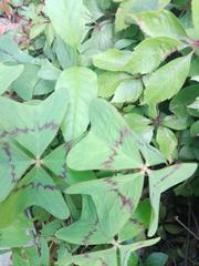 Oxalis tetraphylla