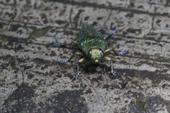 Lamprodila rutilans