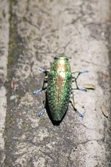 Lamprodila rutilans
