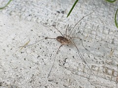 Phalangium opilio