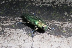 Lamprodila rutilans