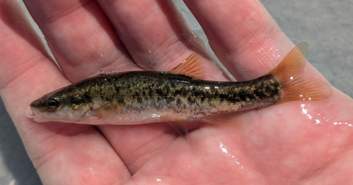 Western Blacknose Dace
