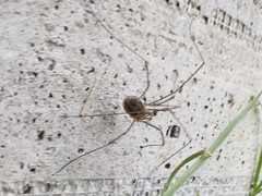 Phalangium opilio