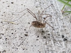 Phalangium opilio