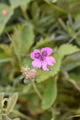 Erodium glandulosum