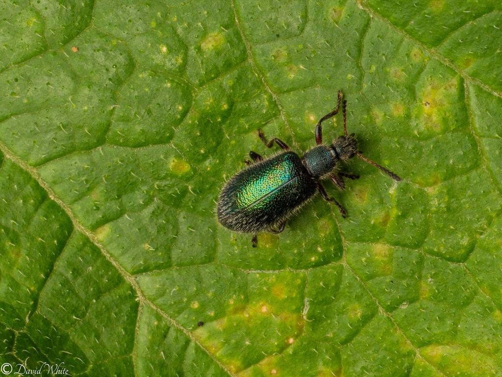 Lagria cyanea