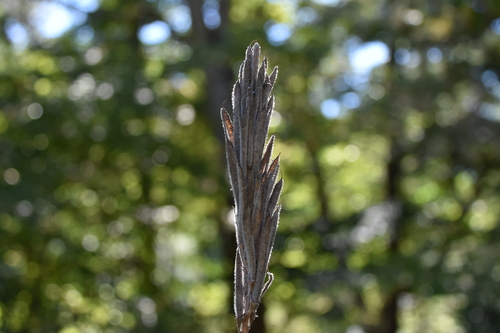 Image of Thermopsis villosa by (c) Robbie, some rights reserved (CC BY)
