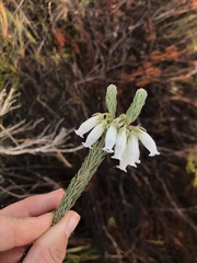 Erica viscaria pendula