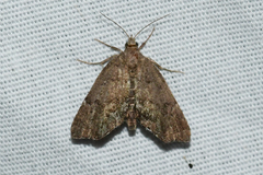 Cutina aluticolor