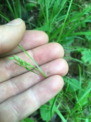 Carex debilis