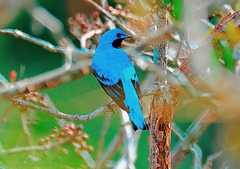 Cotinga amabilis