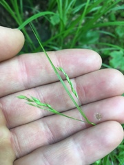 Carex debilis