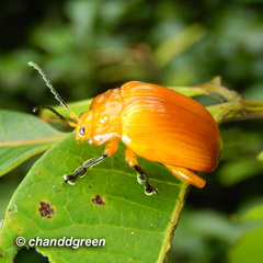 Podontia lutea