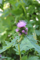 Cirsium alsophilum