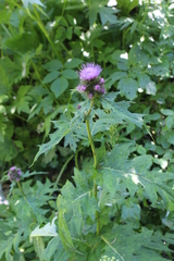 Cirsium alsophilum