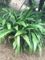Agapanthus praecox