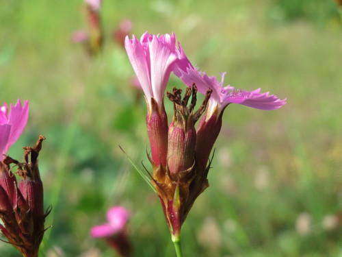 Dianthus carthusianorum